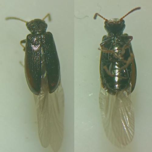 Rabocerus gabrieli